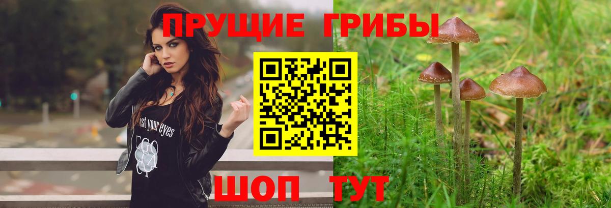 как найти закладки  Вход с VPN  Обнинск  Галлюциногенные грибы Cubensis 